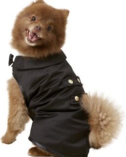 Frisco Formal Dog & Cat Tuxedo, Black, Medium