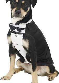 Frisco Formal Dog & Cat Tuxedo, Black, Large