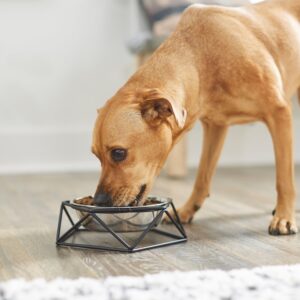 Frisco Elevated Stainless Steel 1.7cups Dog & Cat Bowl with Metal Stand