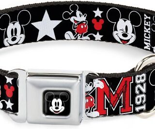 Buckle-Down Mickey Mouse Polyester Dog Collar, Small: 9 to 15-in neck, 1-in wide