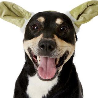 Yoda Ears Dog and Cat Costume