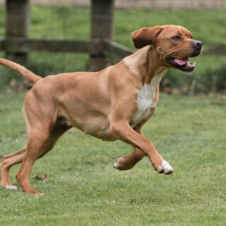 Portuguese Pointer