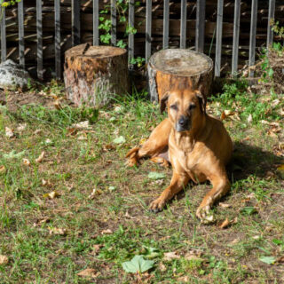 Rhodesian Ridgeback Dog Breed