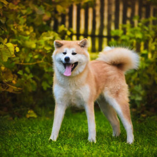 Japanese Akita Dog Breed