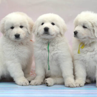 Pyrenean Mountain Dog Breed