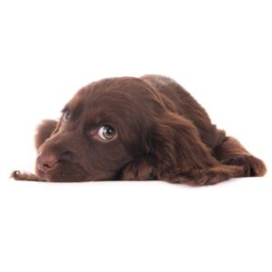 Sussex Spaniel Dog Breed