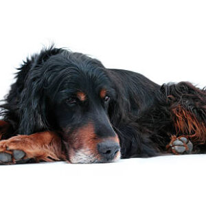 Gordon Setter Dog Breed