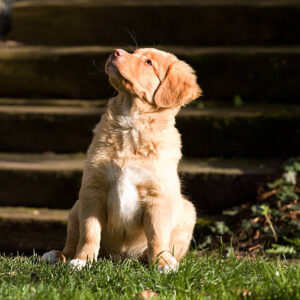 Nova Scotia Duck Tolling Retriever Dog Breed