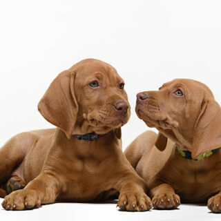 Hungarian Vizsla Dog Breed