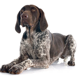 German Short-Haired Pointer Dog Breed