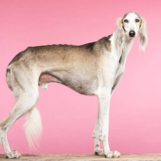 Saluki Dog Breed