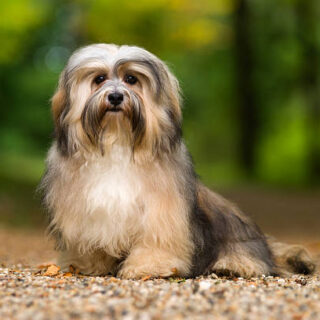 Havanese