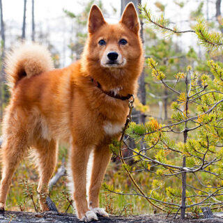 Finnish Spitz Dog Breed