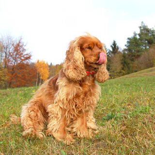 Field Spaniel Dog Breed